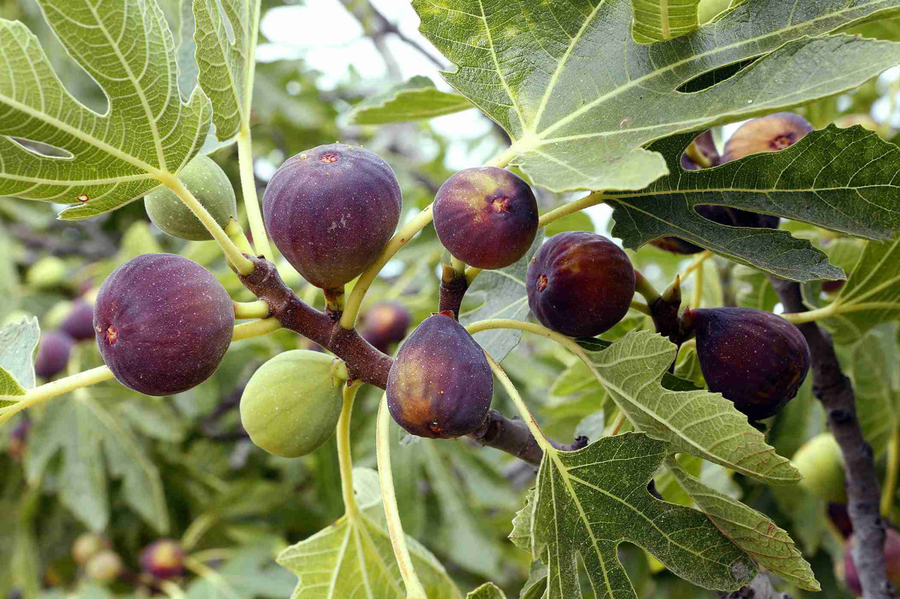 fig-tree